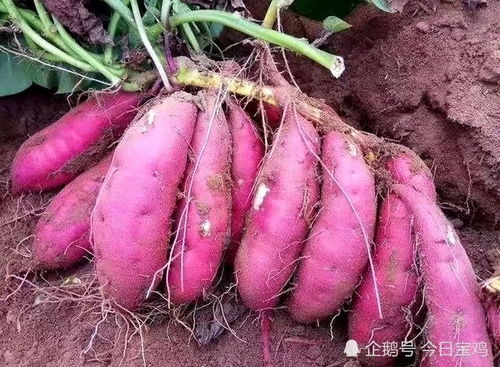 凤翔区虢王镇红薯销售收入超过7000万元
